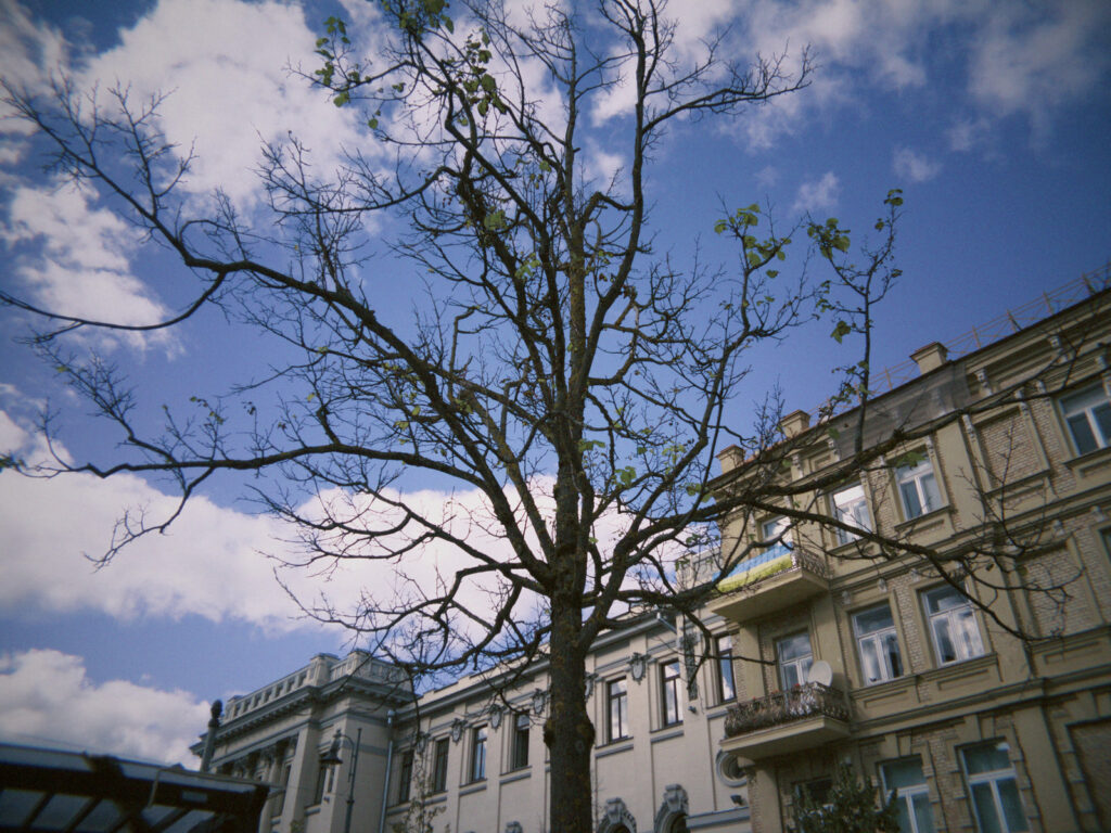 Árbol y fachadas contra el cielo azul fotografiados con la Fotorgear Campix
