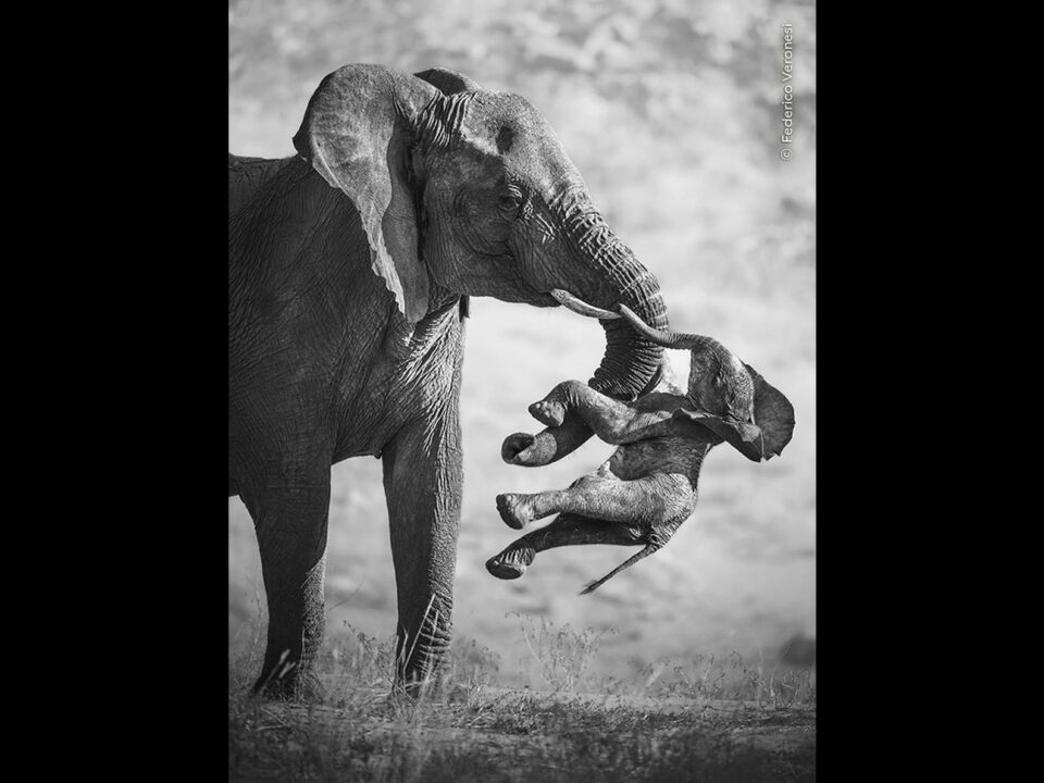 Elefanta en blanco y negro que carga con su cría muerta, foto ganadora del Wildlife Photographer of the Year 2026