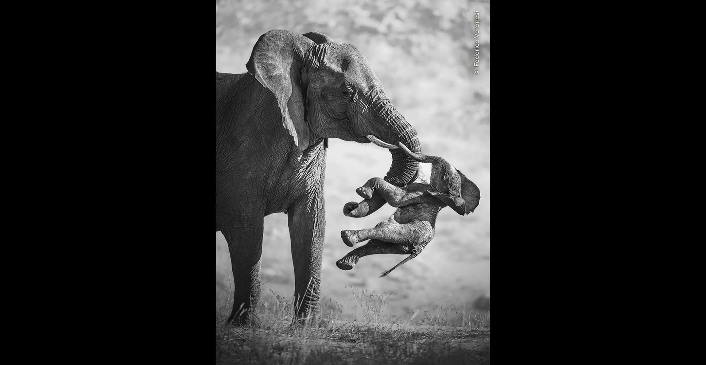 Wildlife Photographer of the Year 2026: gana Federico Veronesi 1
