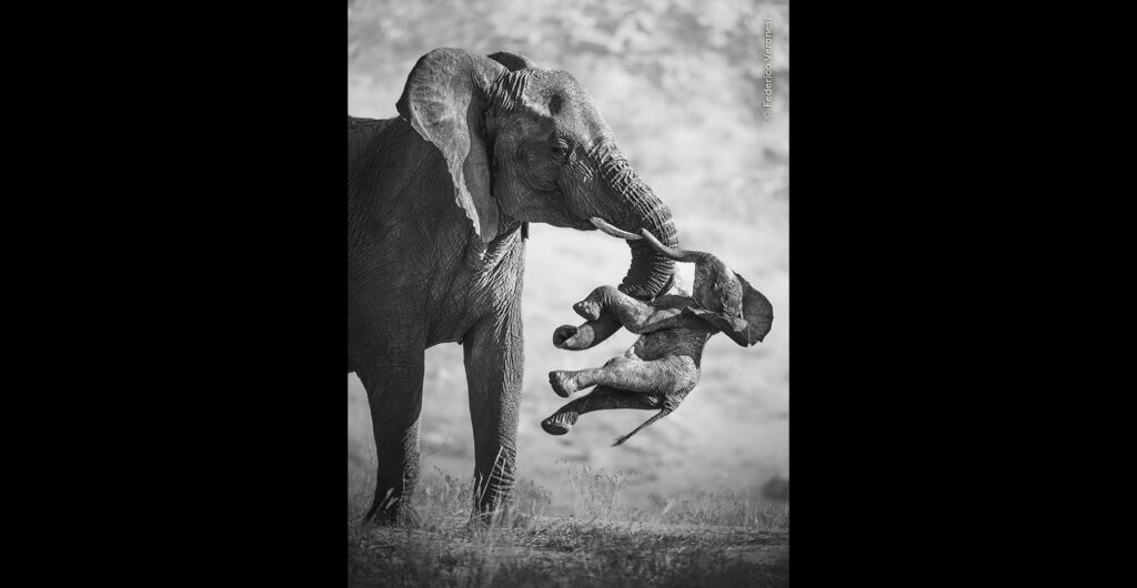 Elefanta en blanco y negro que levanta con la trompa a su cría muerta en el valle del río Huab, Namibia